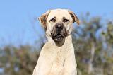KANGAL 024